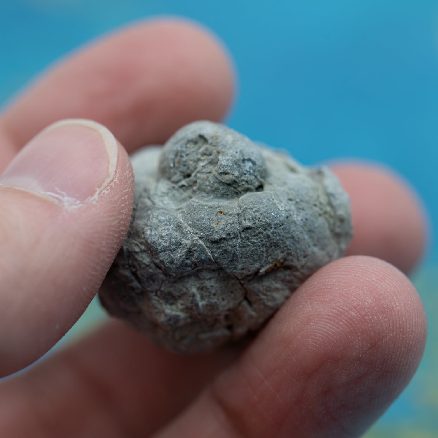 Two Medicine Formation Coprolite - SOLD 1.37