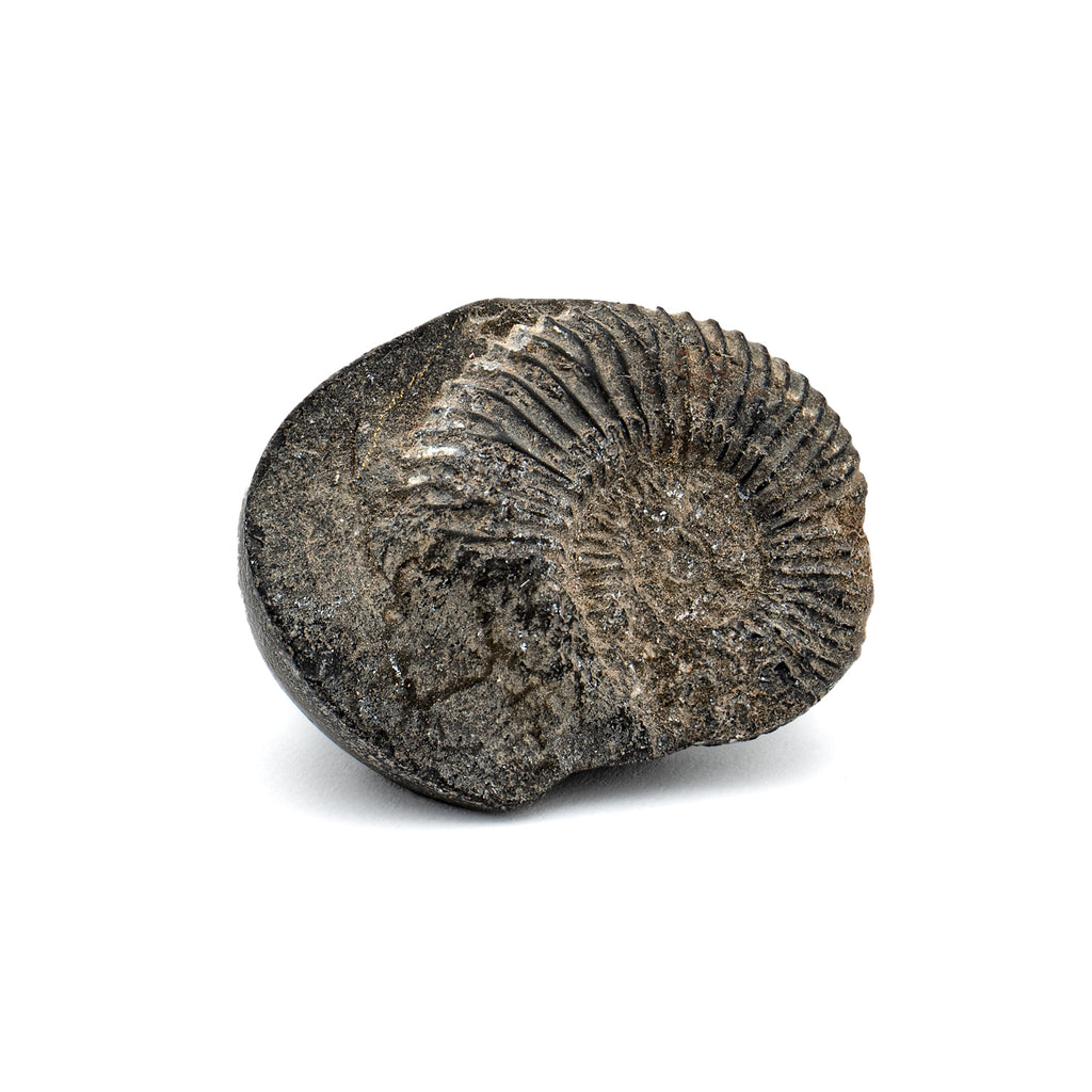 Tethys Ocean Shaligram Fossil - SOLD 1.27" Ammonite Shell