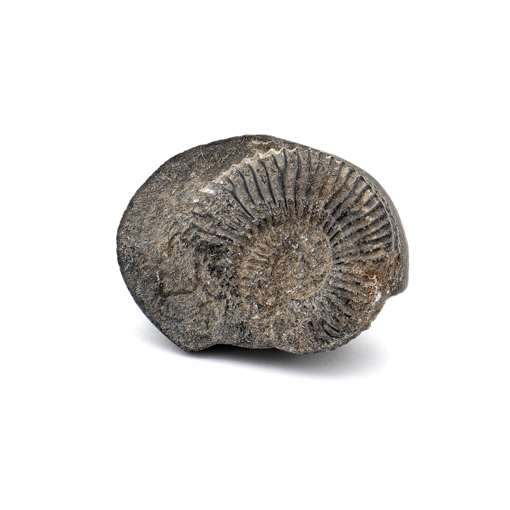 Tethys Ocean Shaligram Fossil - SOLD 1.27" Ammonite Shell