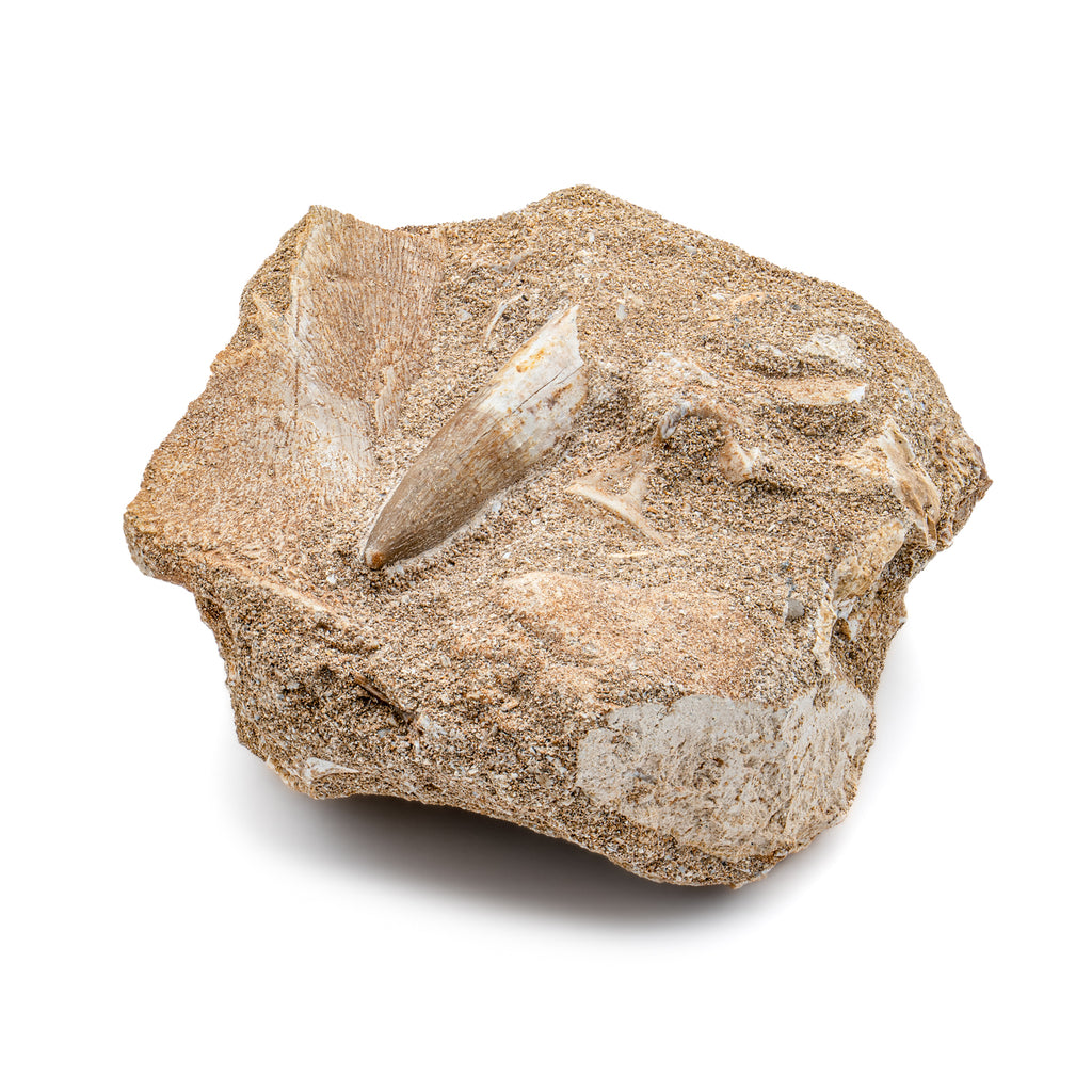 Plesiosaur Tooth in Matrix - SOLD 1.28" with embedded bones