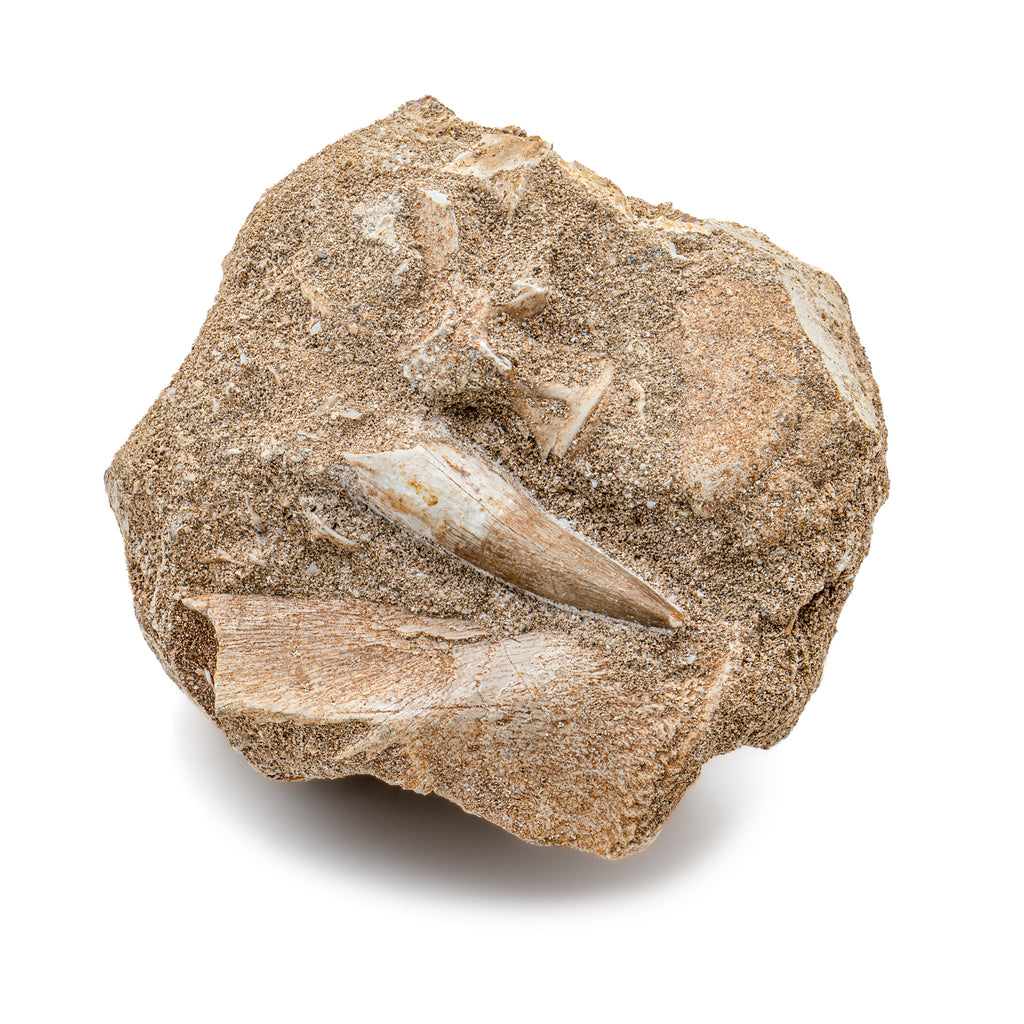 Plesiosaur Tooth in Matrix - SOLD 1.28" with embedded bones