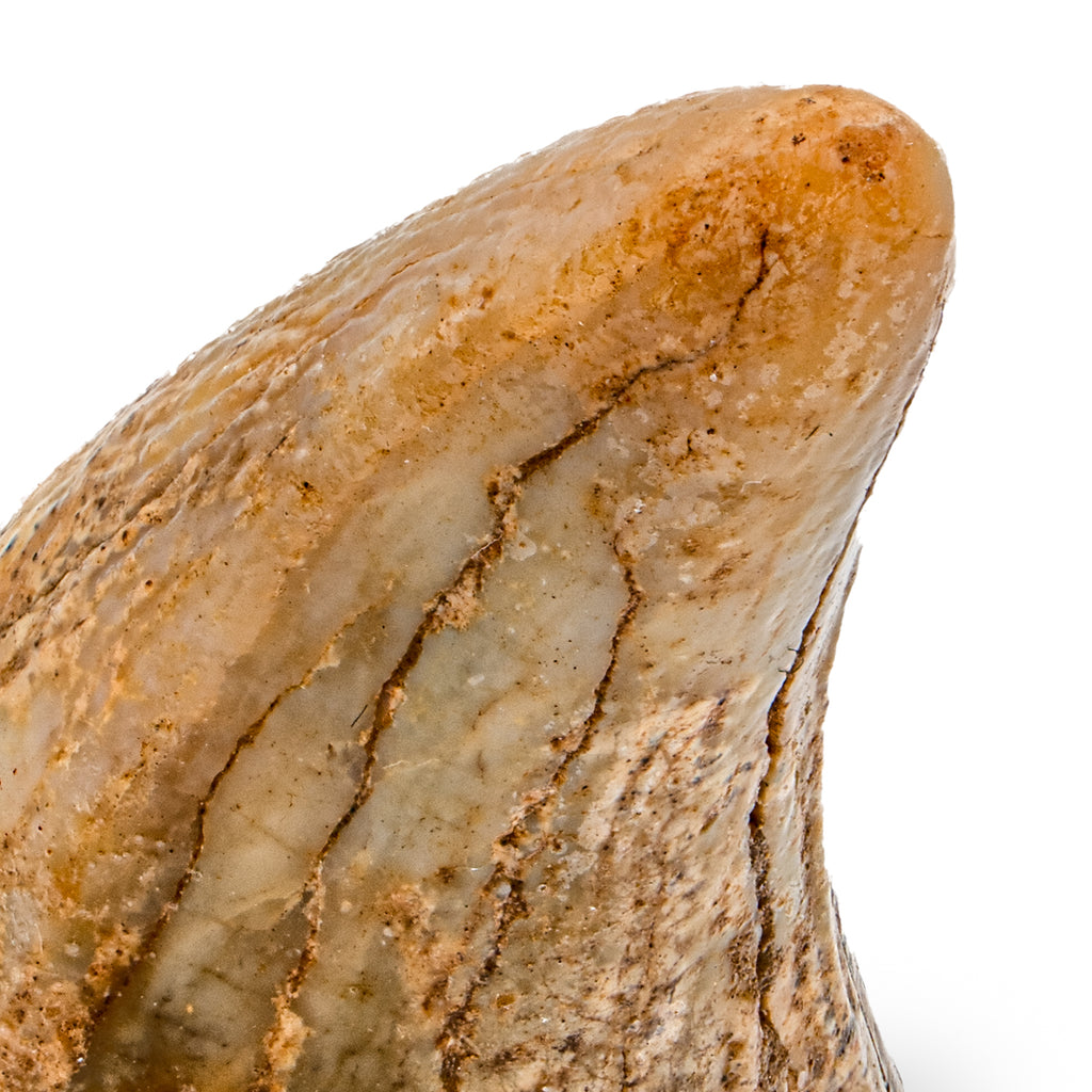Cave Bear Tooth - 1.31" (Incisor)