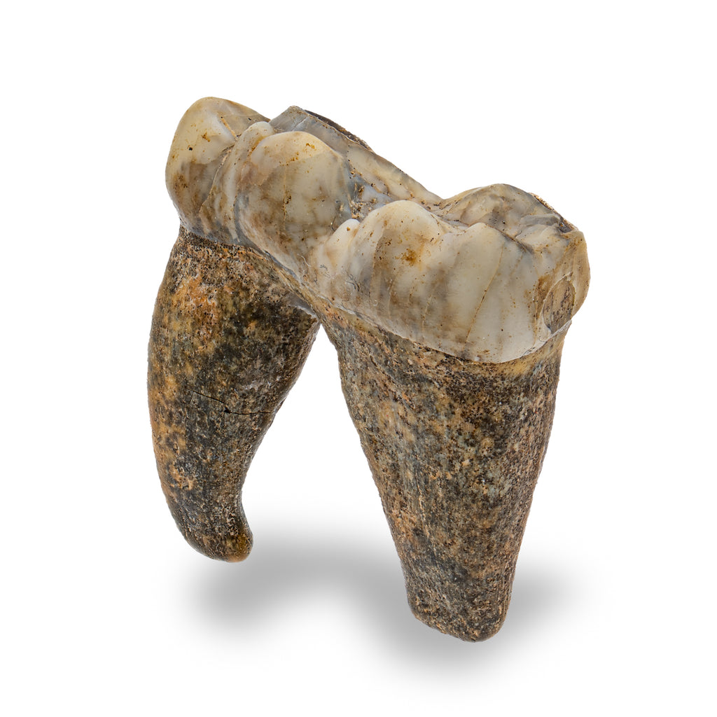 Cave Bear Tooth - SOLD 1.32" (Molar)