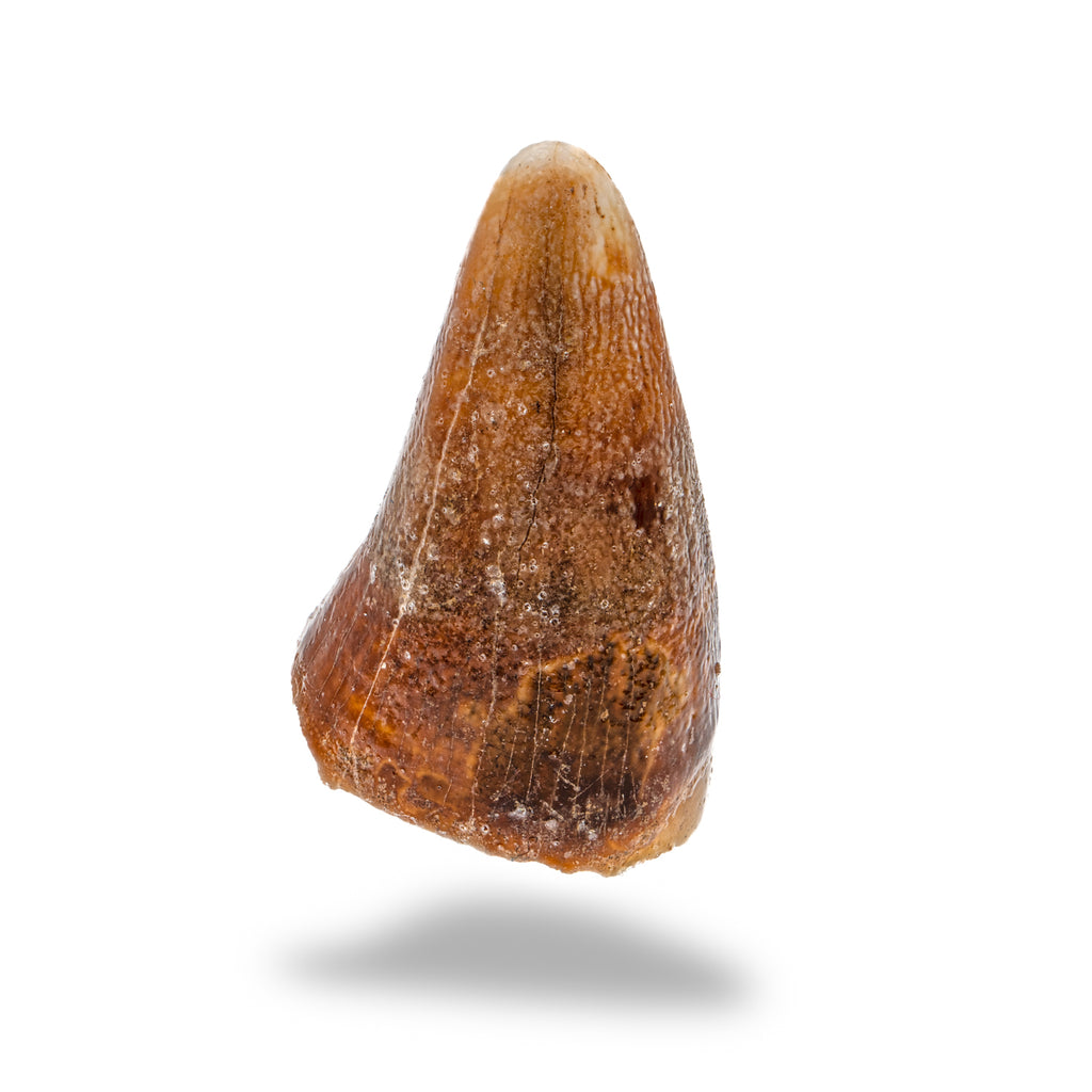 Cave Bear Tooth - SOLD 1.35" (Incisor)
