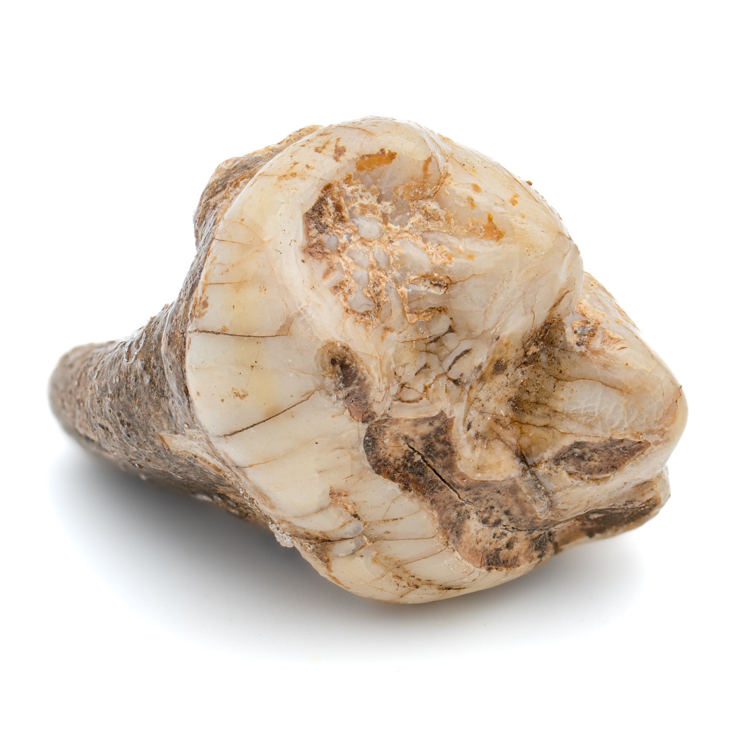 Cave Bear Tooth - SOLD 1.37