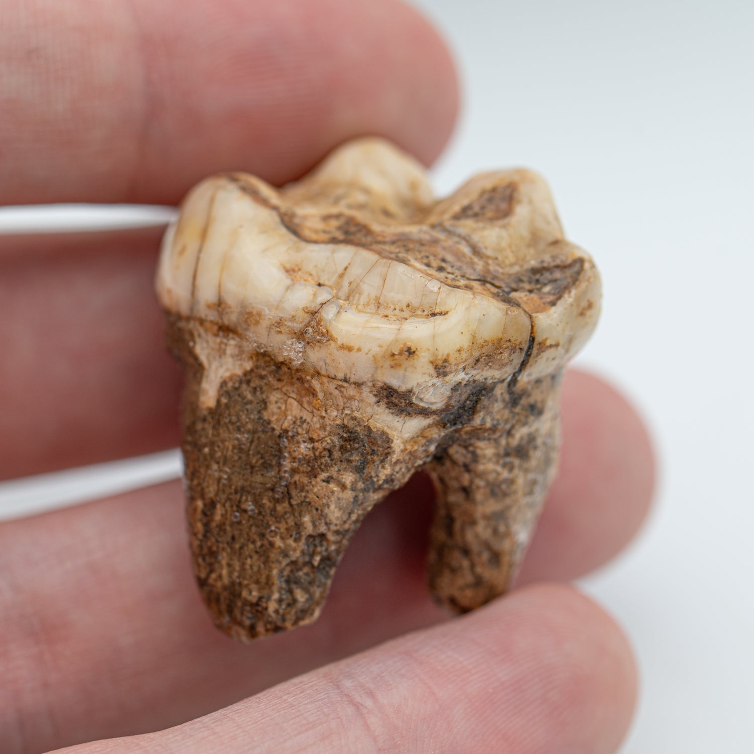 【中古】 Bear’s Den / Agape Cave Bear Tooth - SOLD 1.37