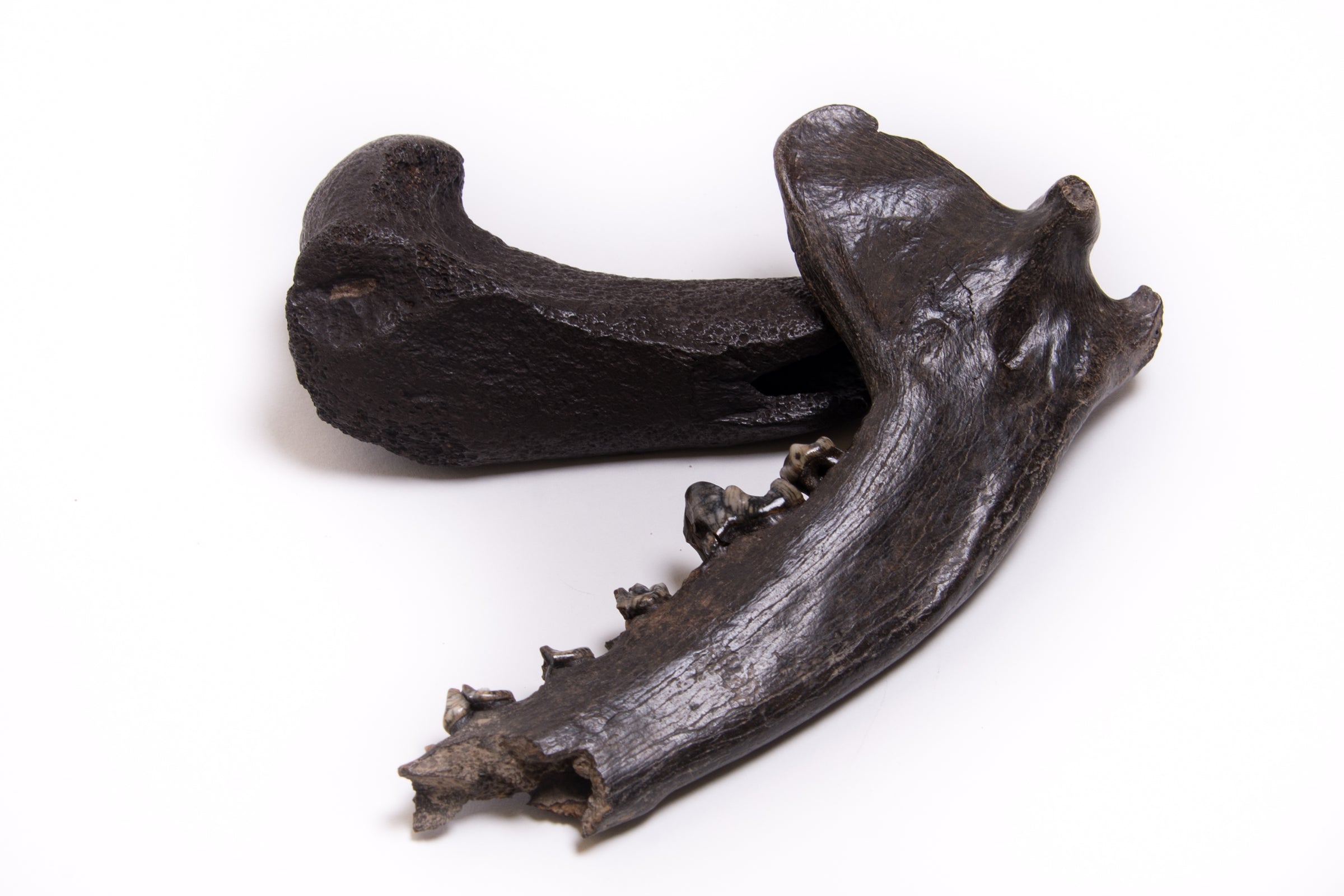 その他 VINTAGE JAW BONE CALIFORNIA FREE FORM その他 VINTAGE JAW BONE CALIFORNIA FREE FORM VINTAGE JAW