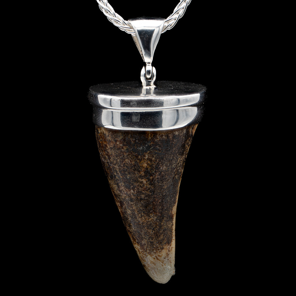 Cave Bear Tooth Pendant - SOLD 1.40"