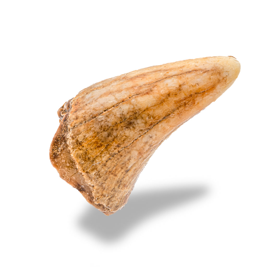 Cave Bear Tooth - 1.41" (Incisor)
