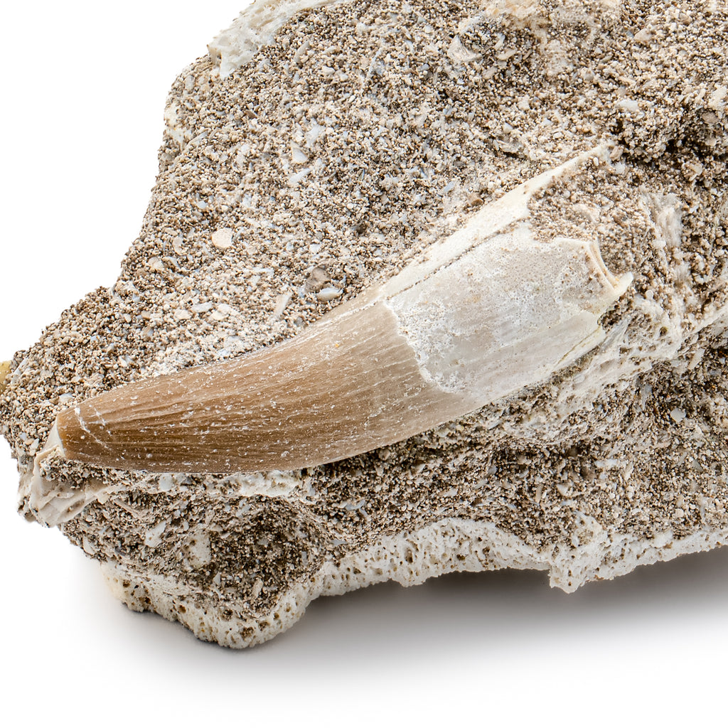 Plesiosaur Tooth in Matrix - 1.44" with Embedded Bones