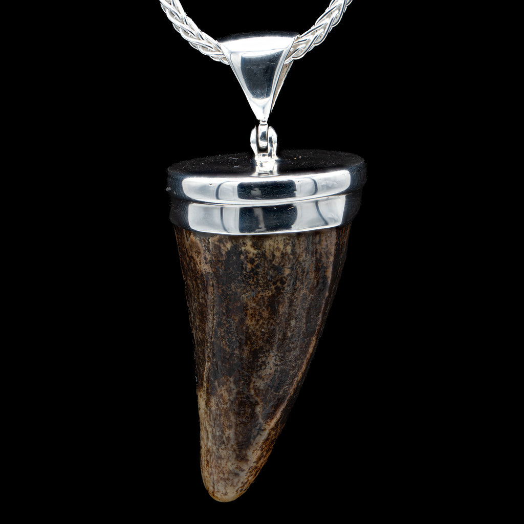 Cave Bear Tooth Pendant - SOLD 1.44"