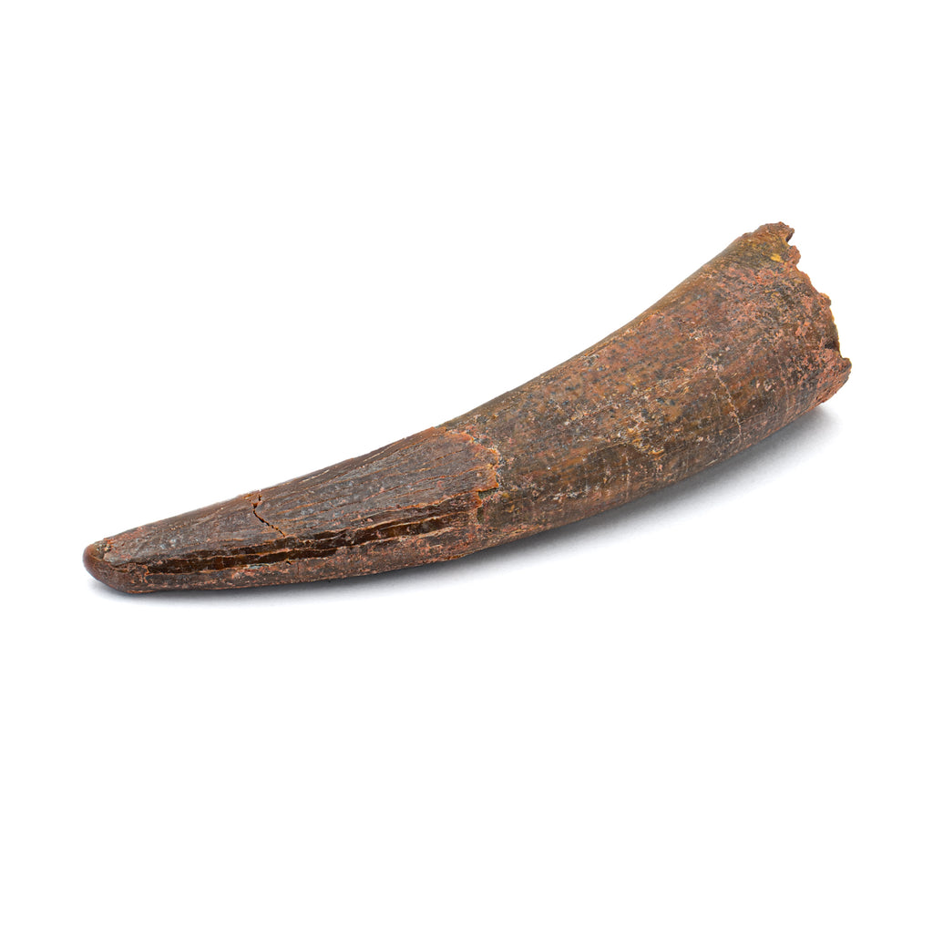 Pterosaur Tooth XL - SOLD 1.48 in