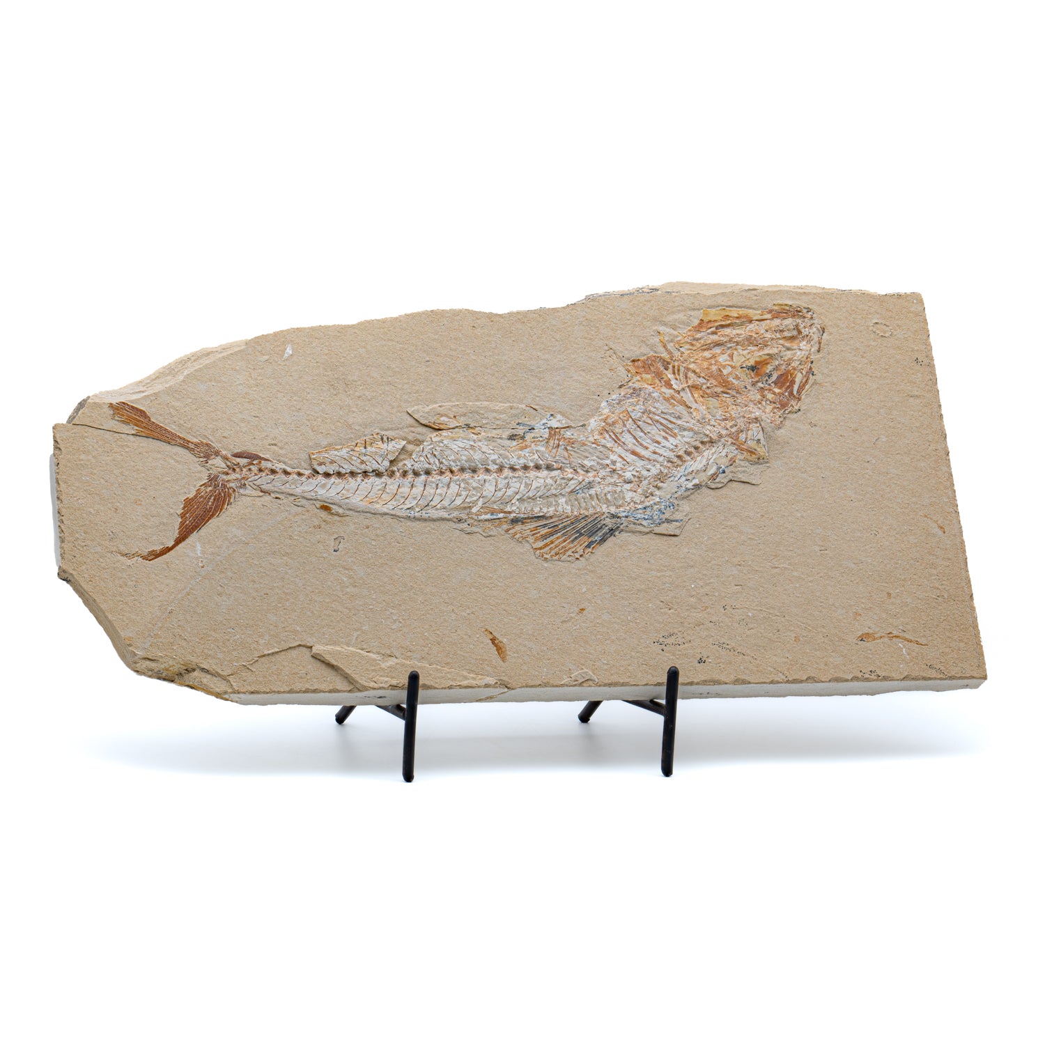 Enchodus Fang Fossil Fish Collectible Specimen, Includes Display