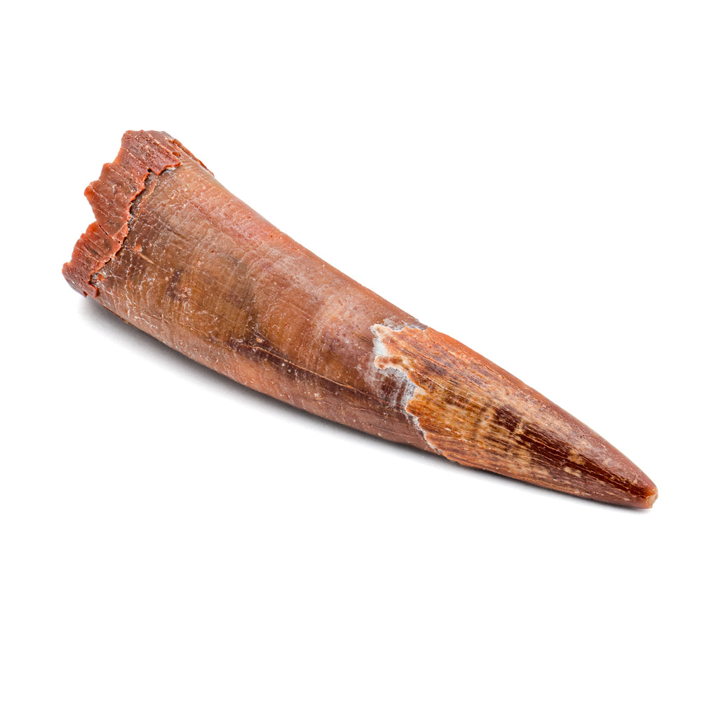 Pterosaur Tooth XL - 1.51 in