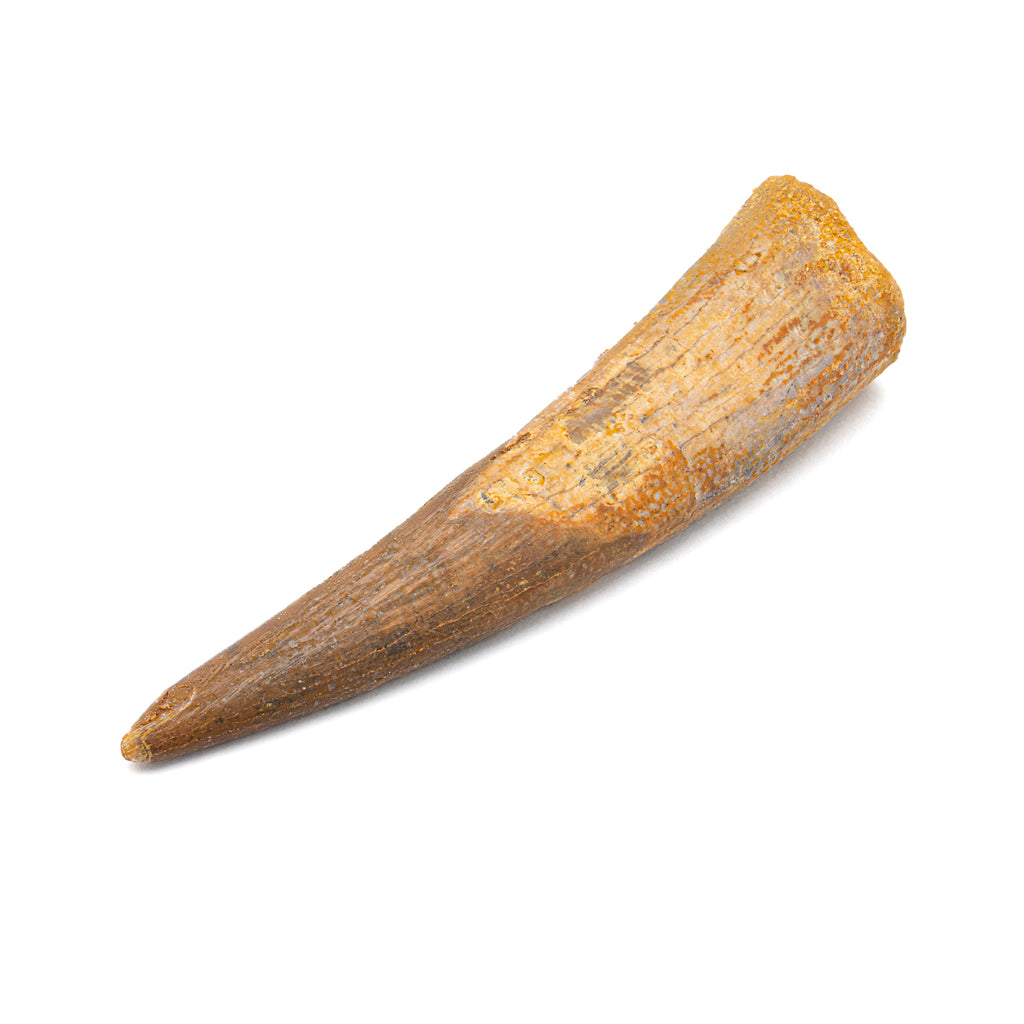 Pterosaur Tooth XL - 1.53 in