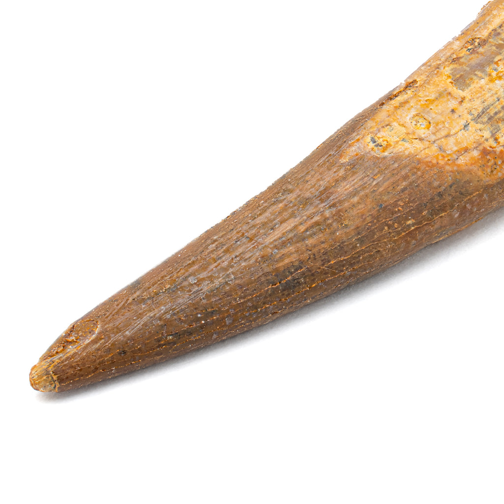 Pterosaur Tooth XL - 1.53 in