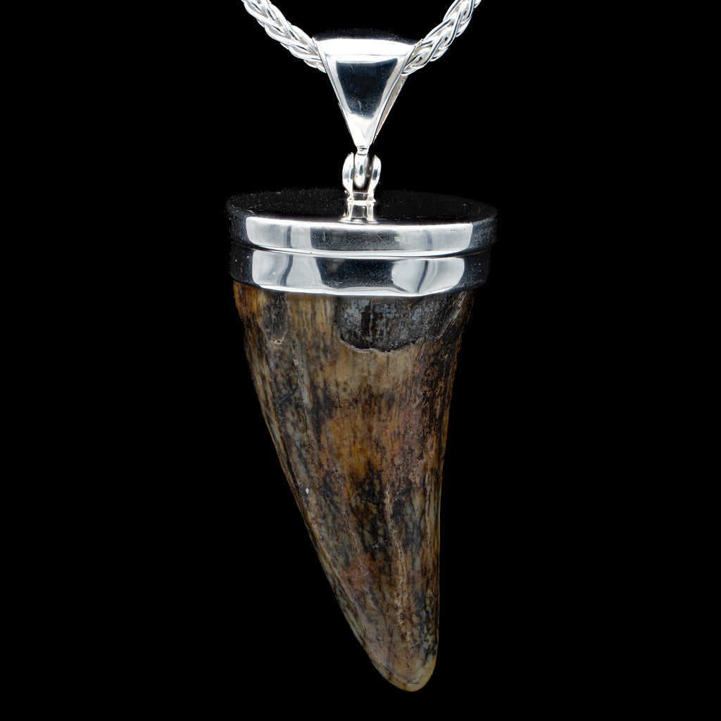 Cave Bear Tooth Pendant - SOLD 1.55"