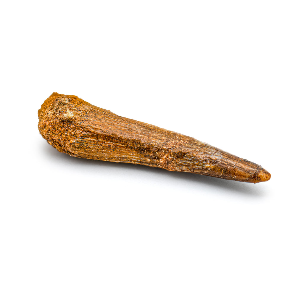 Pterosaur Tooth XL - 1.55 in