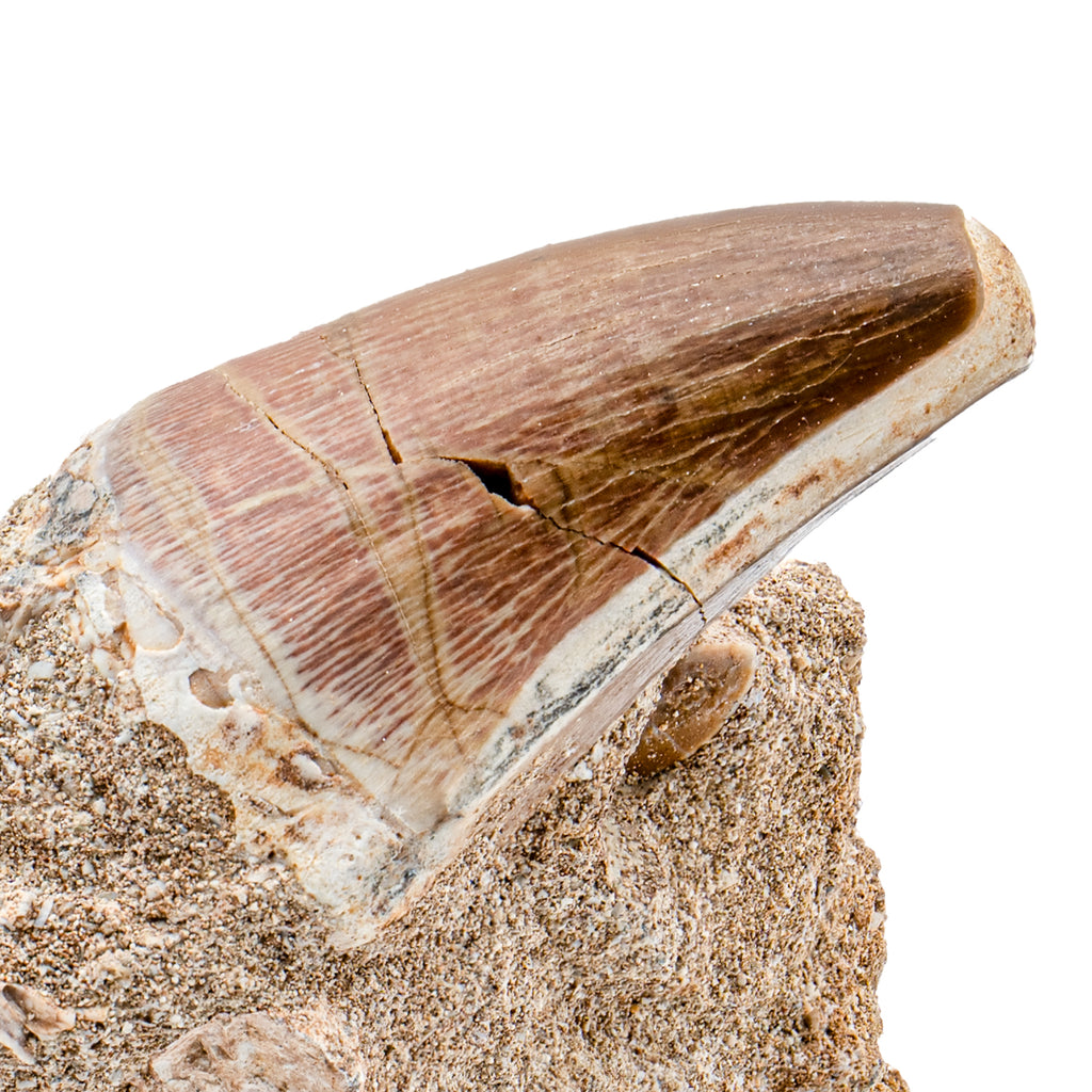 Mosasaur Tooth - 1.56" in Matrix