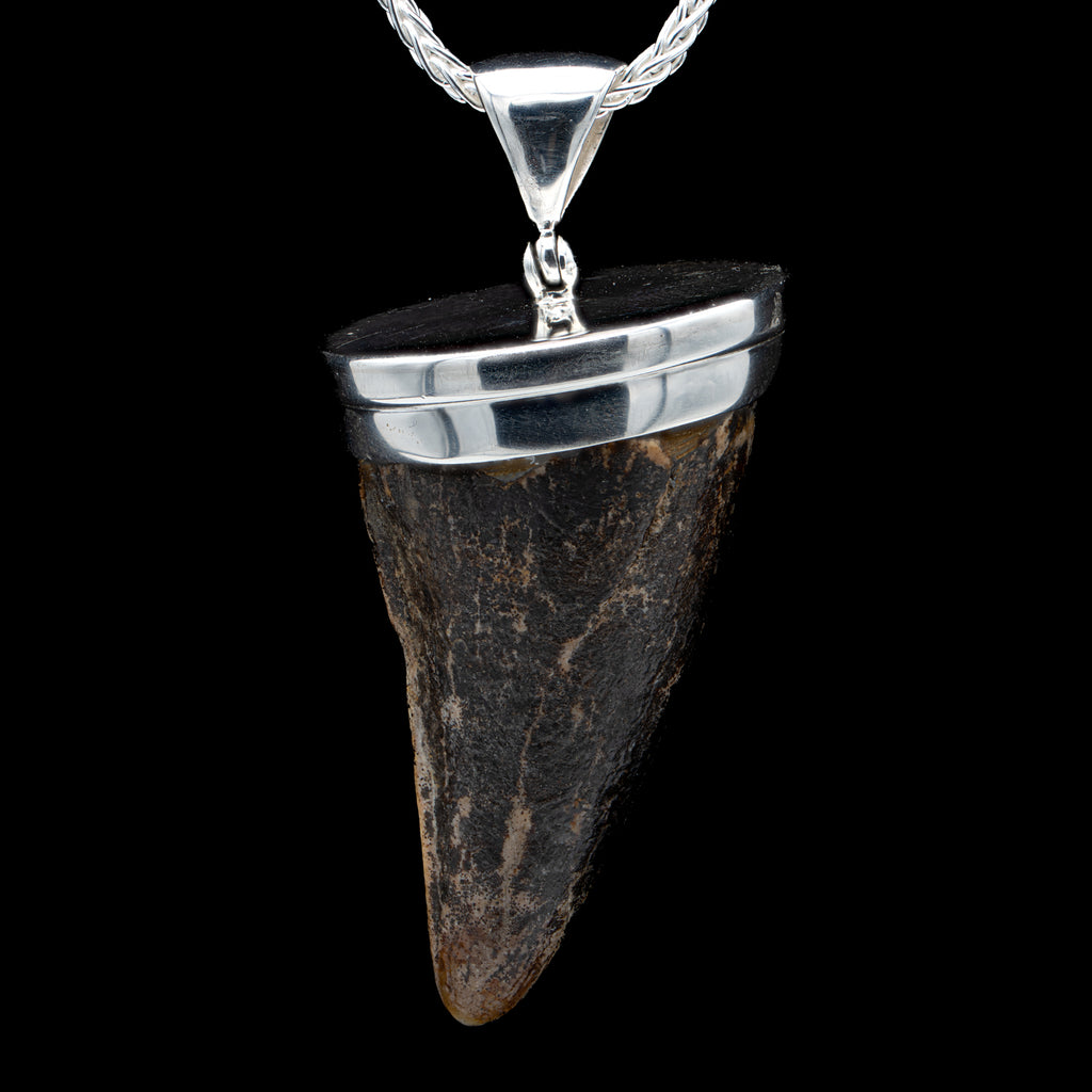 Cave Bear Tooth Pendant - SOLD 1.57"