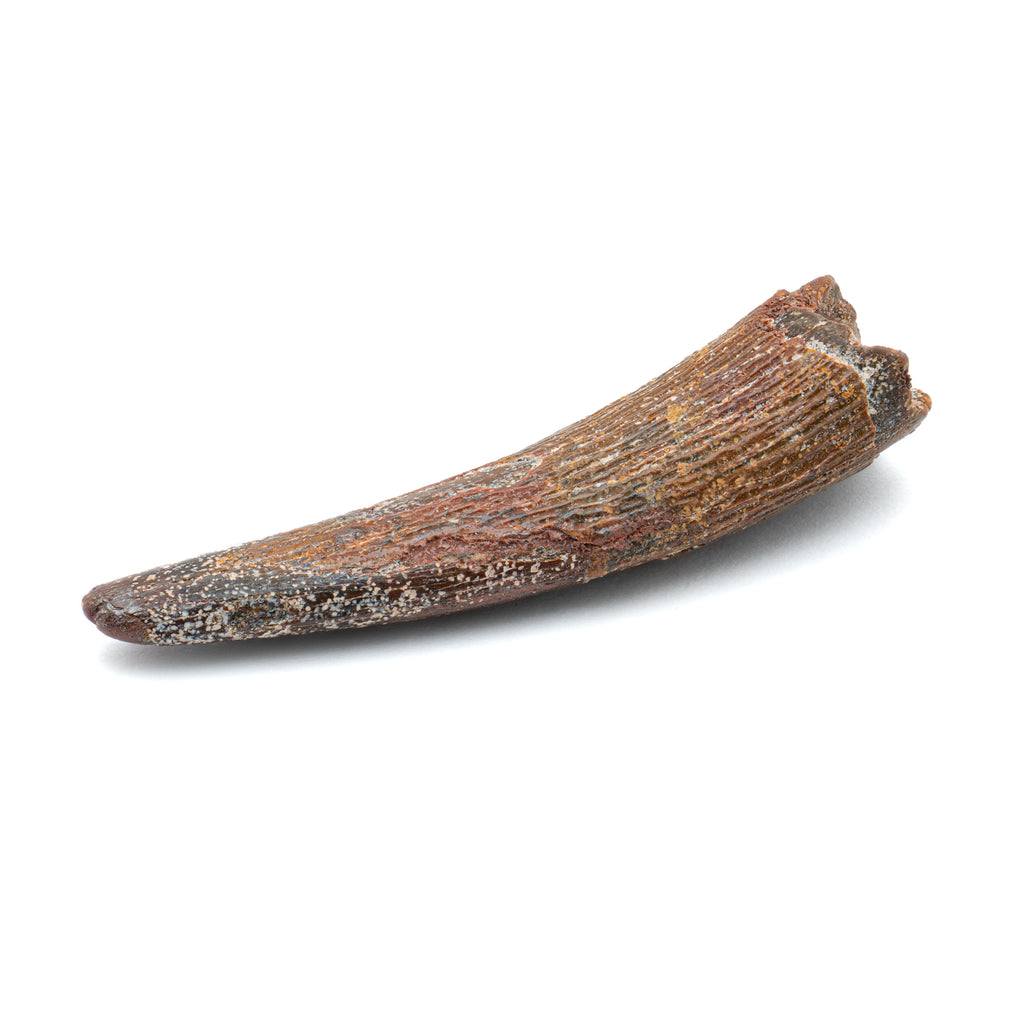 Pterosaur Tooth XL - 1.59 in