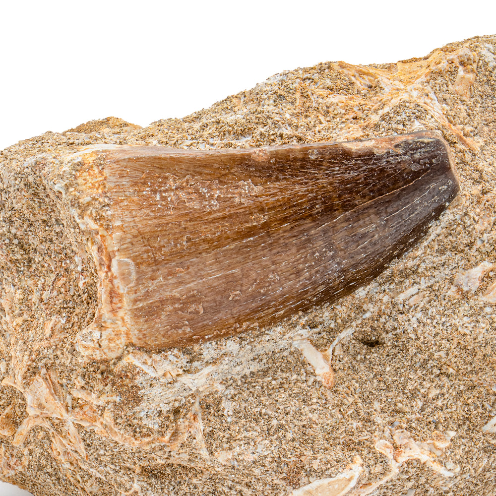 Mosasaur Tooth - 1.61" in Matrix