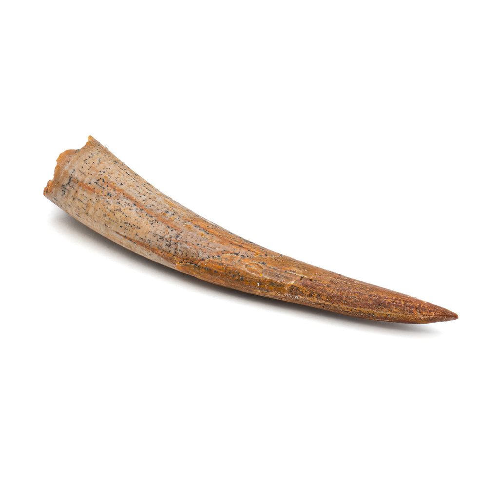 Pterosaur Tooth XL - SOLD 1.62 in