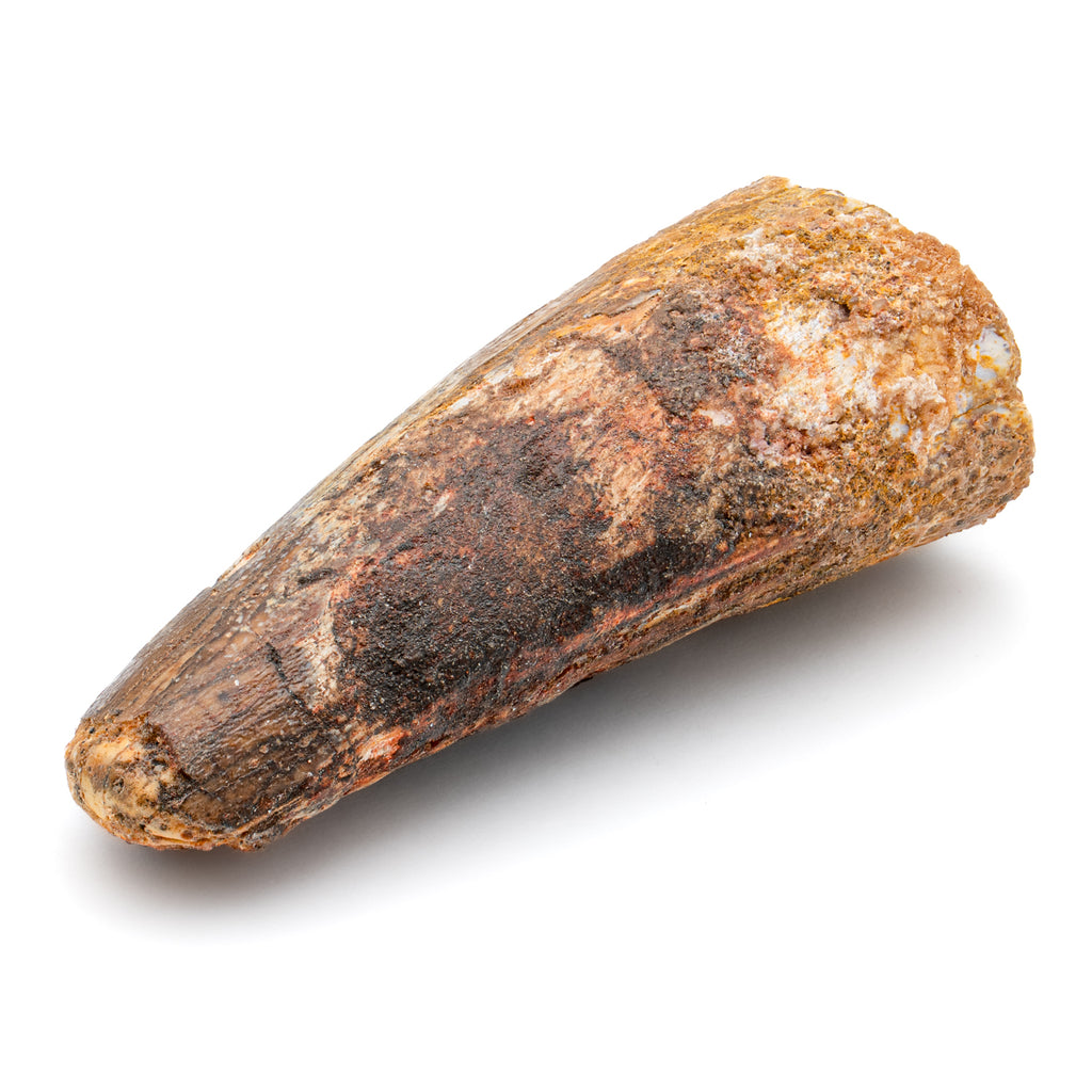 Fossils & Geology - Mini Museum