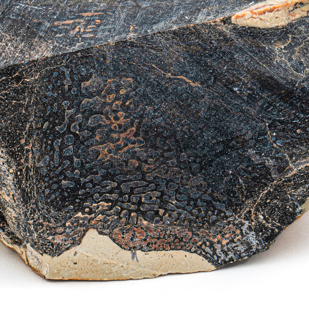 Apatosaurus Bone - Showcase 1.62" Fossil