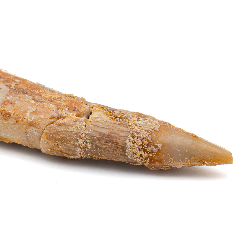 Pterosaur Tooth XL - SOLD 1.62 in