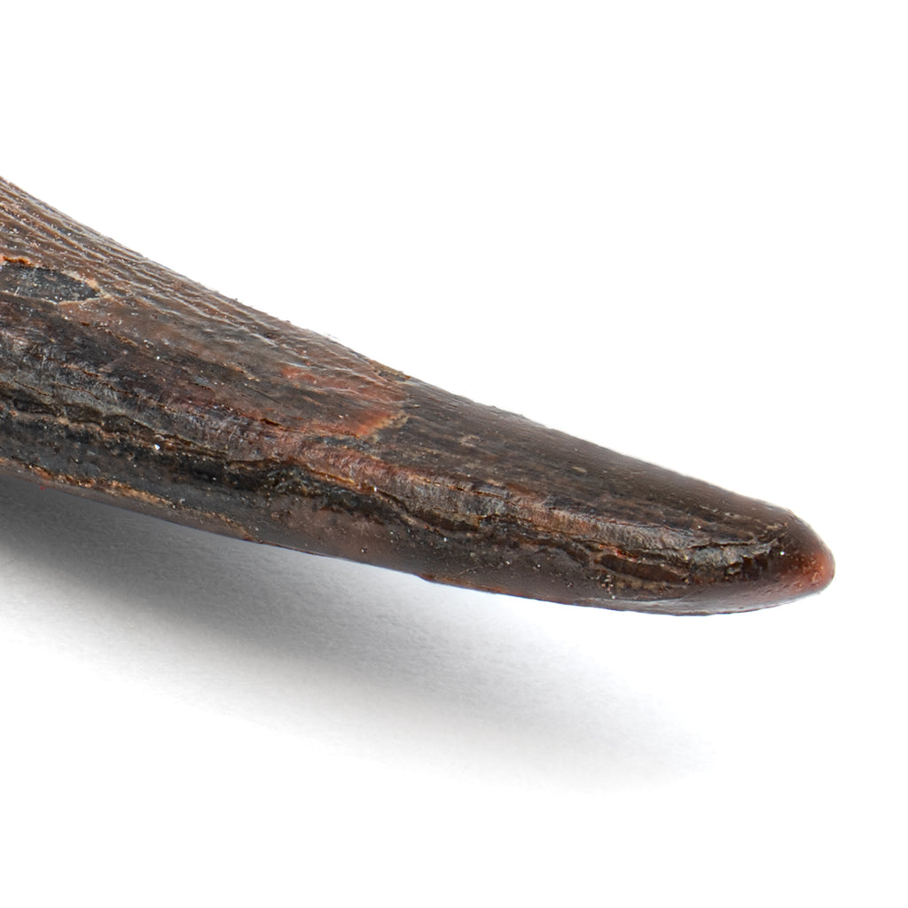 Pterosaur Tooth XL - SOLD 1.65 in
