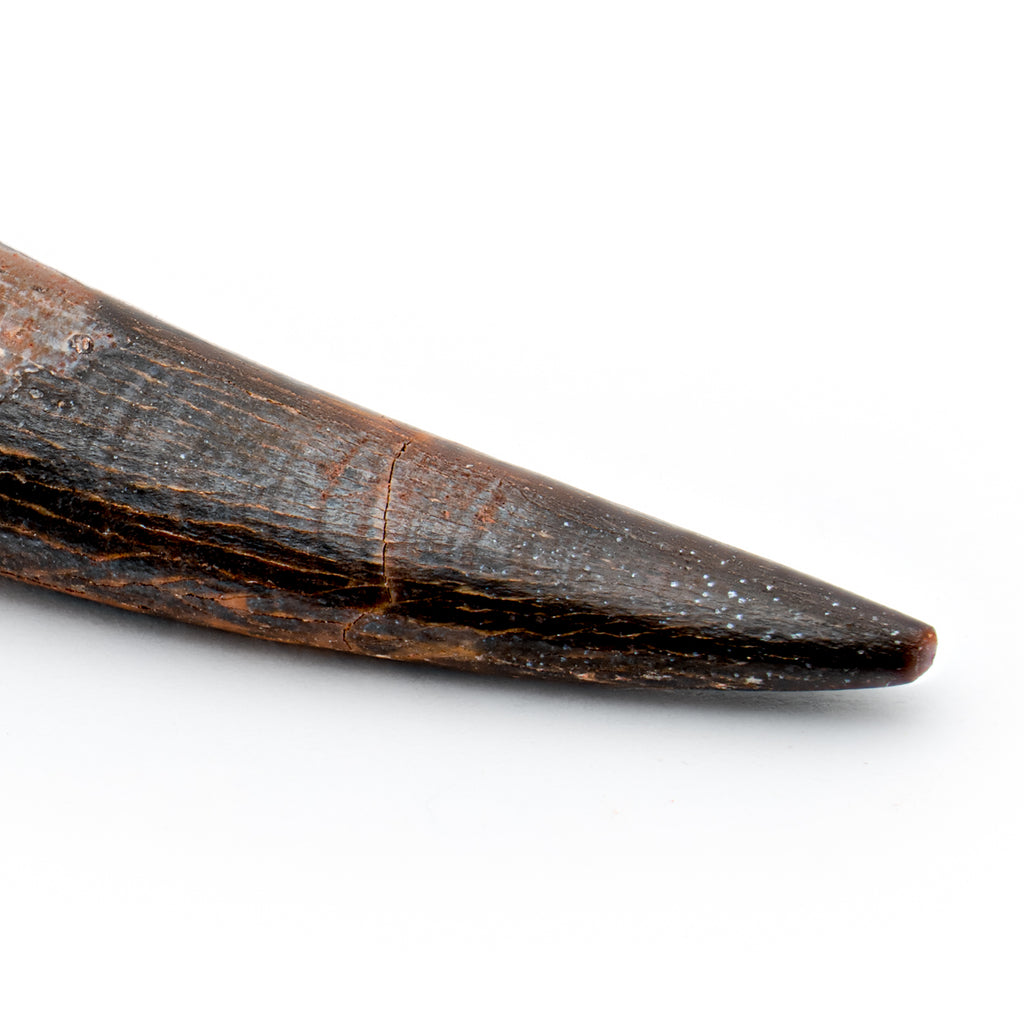Pterosaur Tooth XL - SOLD 1.65 in
