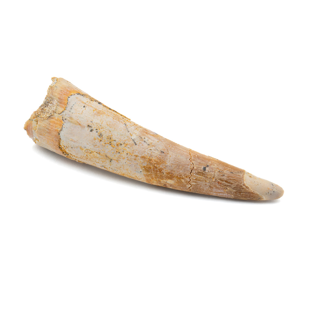 Pterosaur Tooth XL - 1.66 in