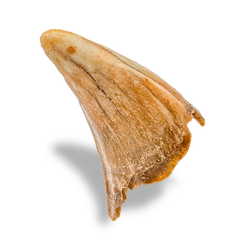 Cave Bear Tooth - 1.68" (Incisor)