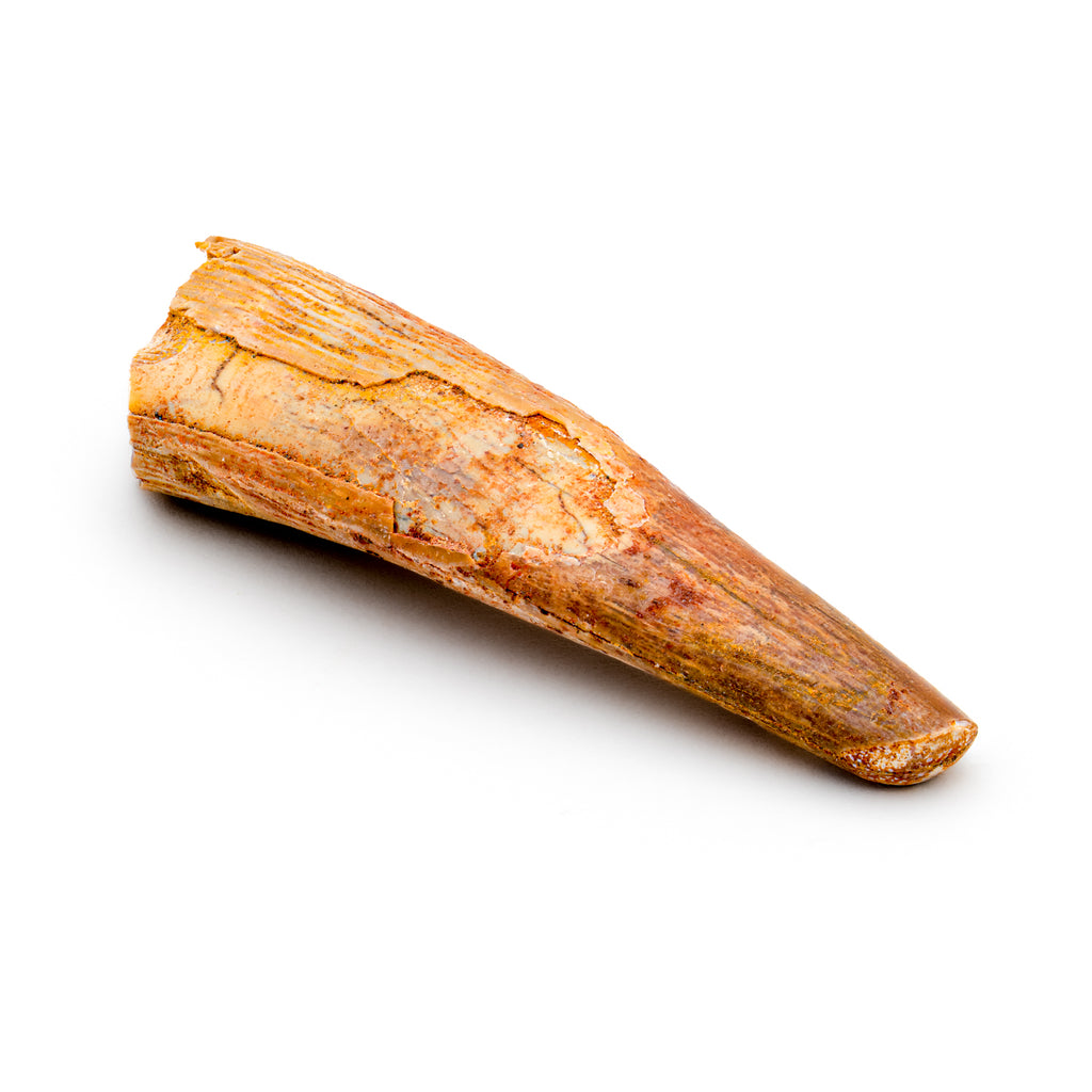 Pterosaur Tooth XL - 1.68 in