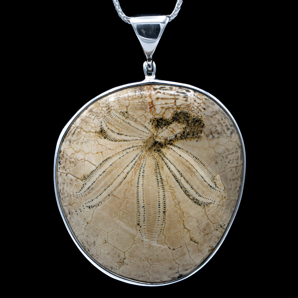 Dendraster Gibbsii Pendant - Fossilized Sand Dollar Necklace - 1.70"