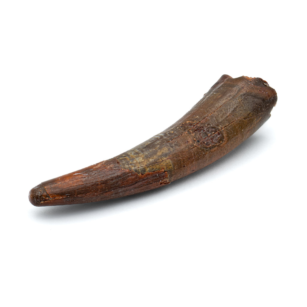 Pterosaur Tooth XL - SOLD 1.71 in