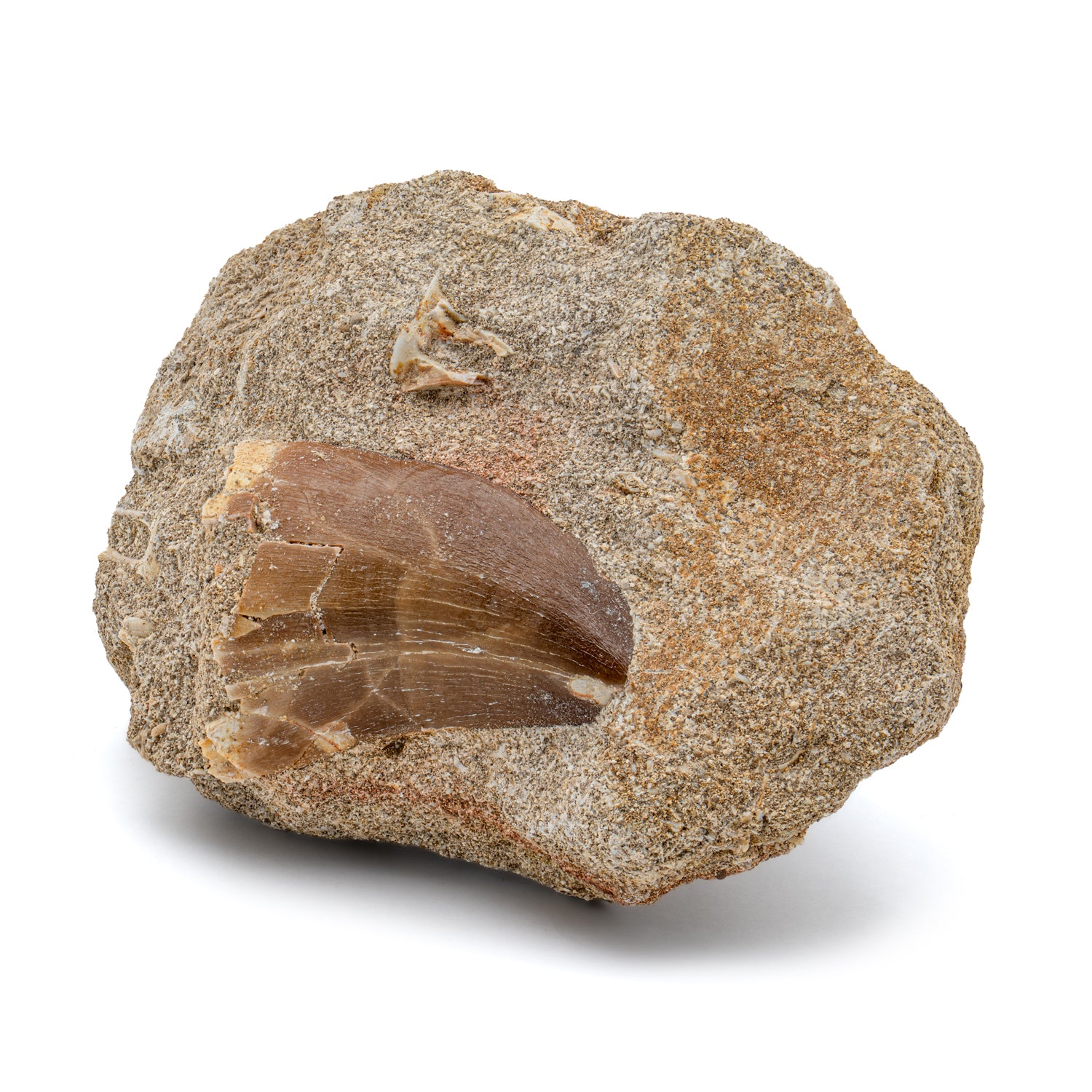 17240M231212-MAIN-014_1500x.