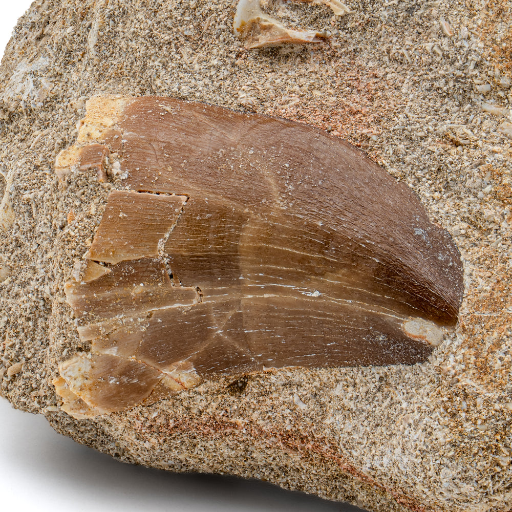 Mosasaur Tooth - 1.72" in Matrix