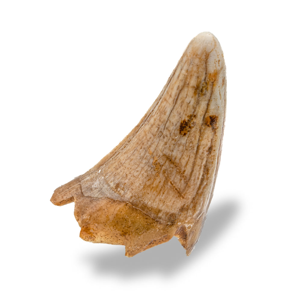 Cave Bear Tooth - 1.73" (Incisor)