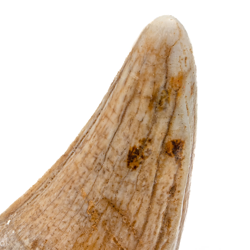 Cave Bear Tooth - 1.73" (Incisor)
