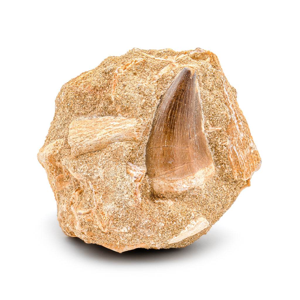 Mosasaur Tooth - 1.74" in Matrix