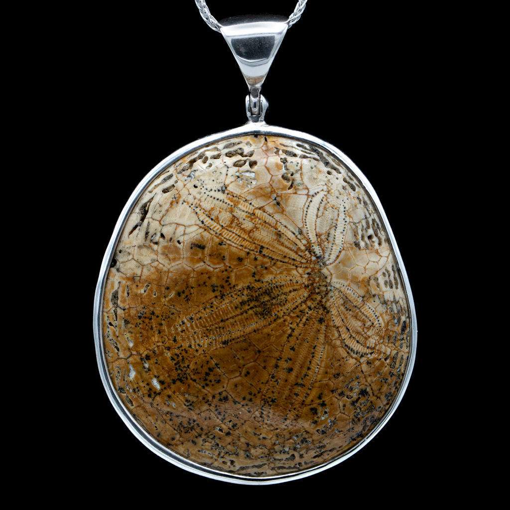 Dendraster Gibbsii Pendant - Fossilized Sand Dollar Necklace - SOLD 1.74"