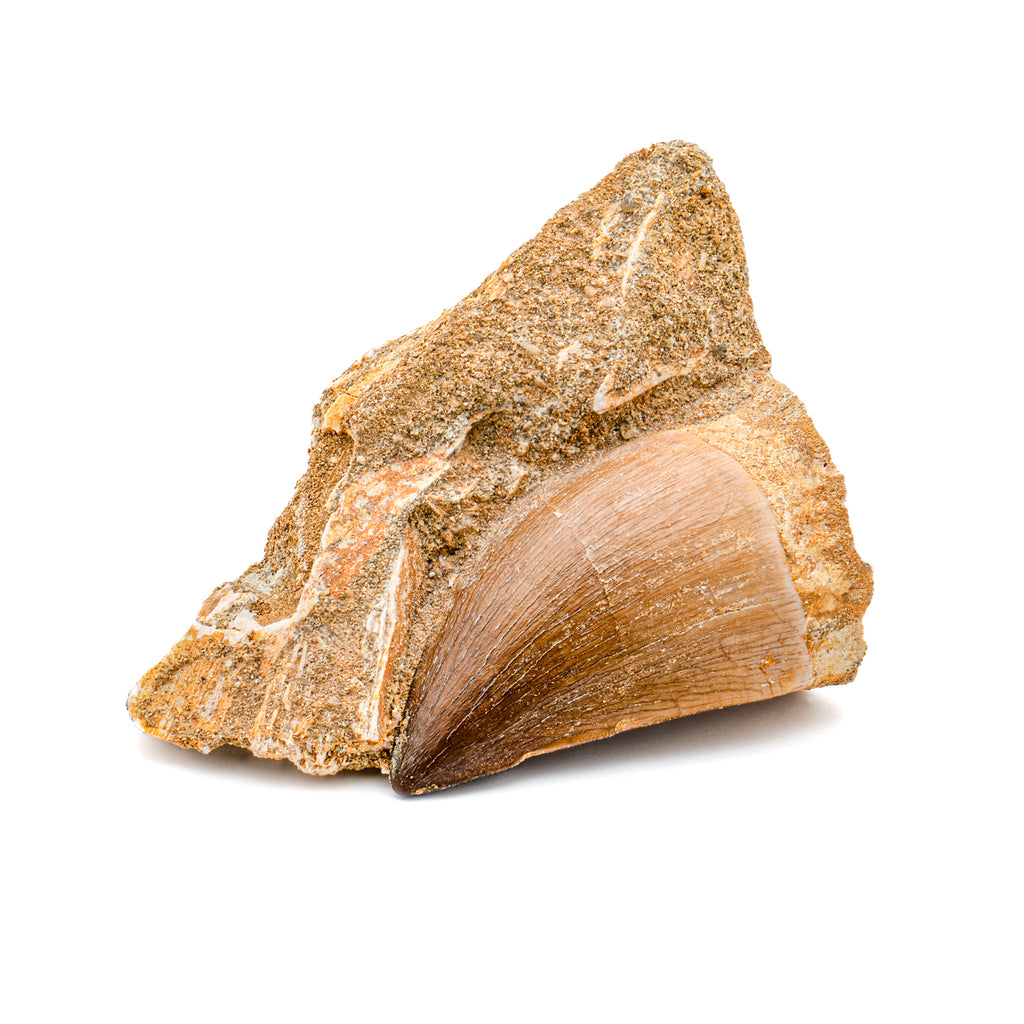 Mosasaur Tooth - 1.75" in Matrix