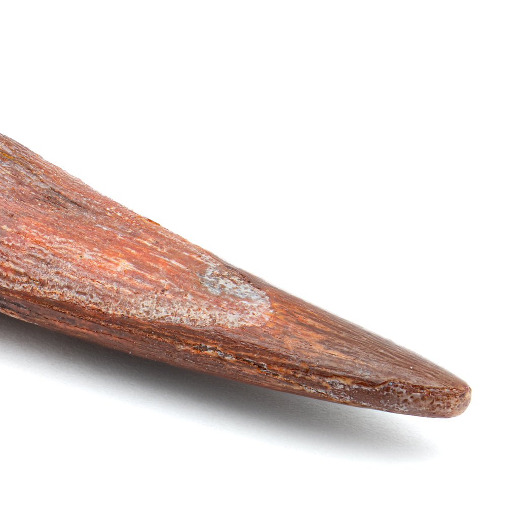 Pterosaur Tooth XL - SOLD 1.75 in