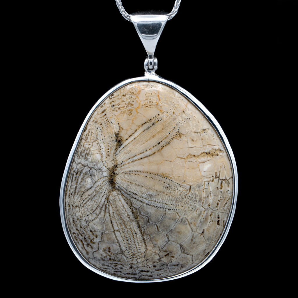 Dendraster Gibbsii Pendant - Fossilized Sand Dollar Necklace - 1.75"
