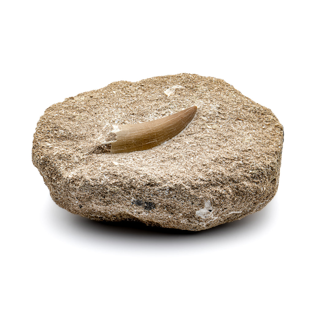 Plesiosaur Tooth in Matrix - SOLD 1.77"