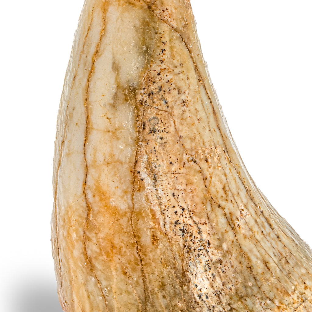 Cave Bear Tooth - SOLD 1.77" (Incisor)