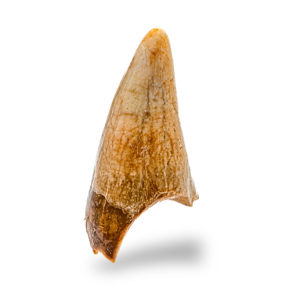 Cave Bear Tooth - SOLD 1.81" (Incisor)