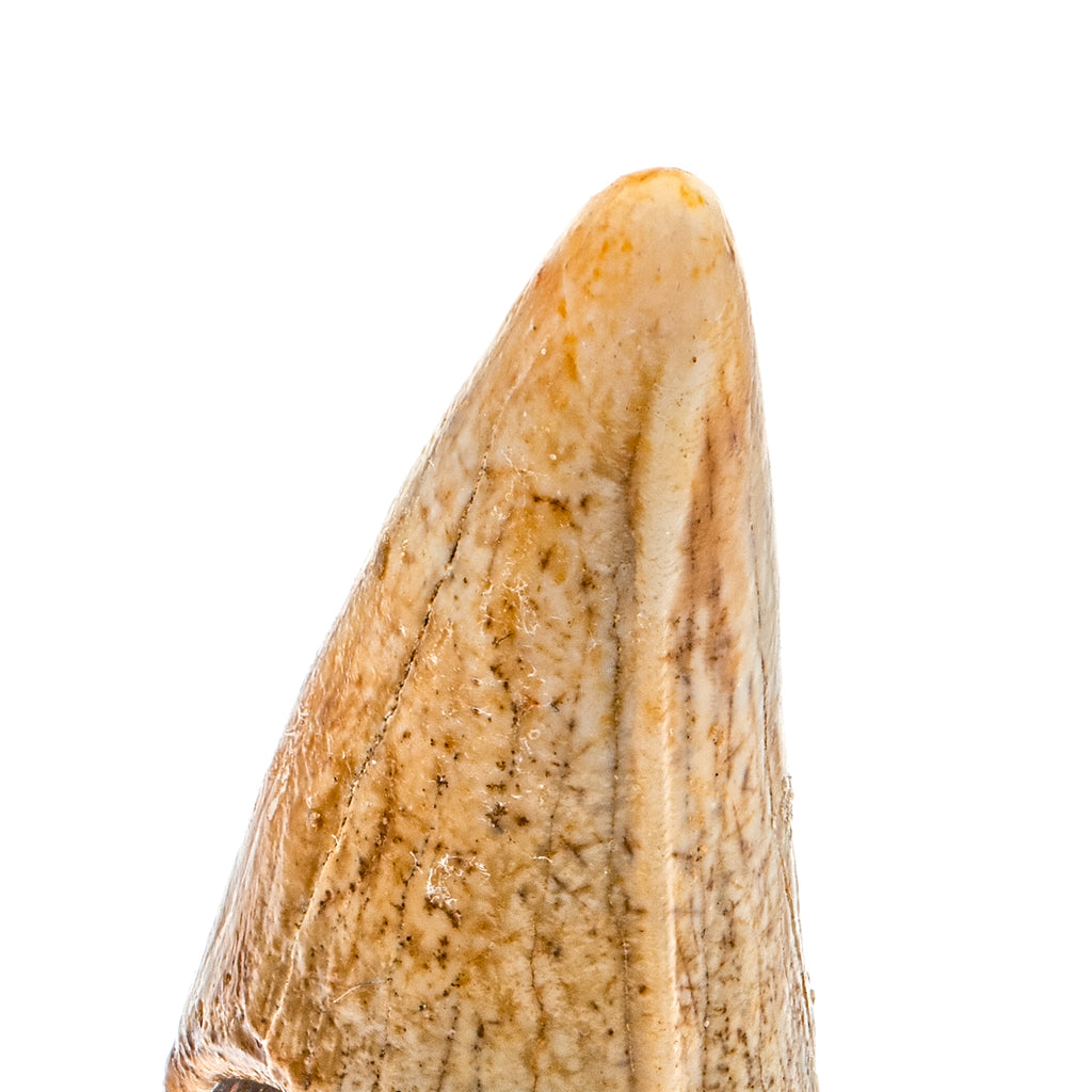Cave Bear Tooth - SOLD 1.81" (Incisor)
